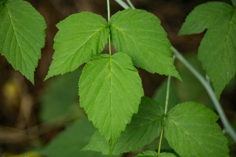 Poison Ivy Removal in Lancaster County, PA