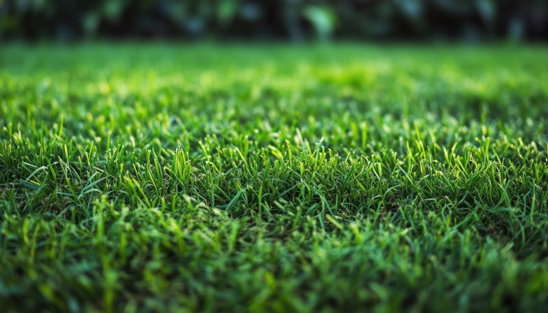 Zoysia Grass Installation in Aiken, SC