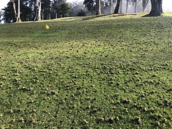 Lawn Power Raking Service - Lawn Power Raking Service Modesto, California